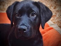 Firmenhund
